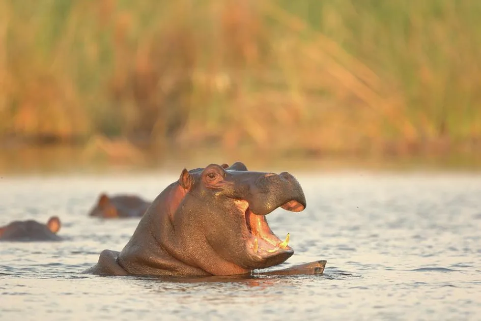 A Hippo In Water, Africa Photograph by Jalag / Cyril Ruoso - Fine Art ...